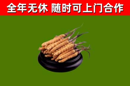 乌海回收冬虫夏草